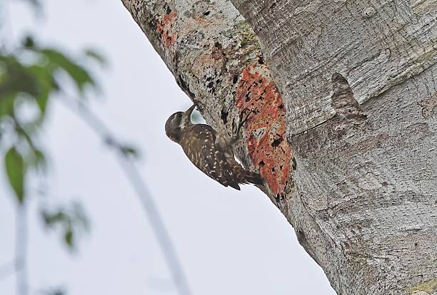 istock Sulawesi Pygmy Woodpecker 2240988386