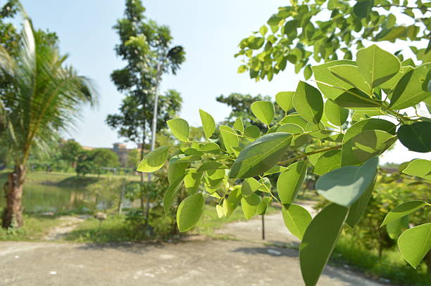 A vibrant view upward into a tree branch  showing compound leaves and bright blue sky. The image conveys freshness, nature, growth, and tranquility, ideal for nature, outdoor, and environmental themes.