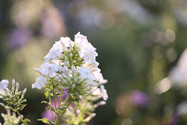Beautiful white Hydrangea flowers blooming outdoors, closeup. Space for text