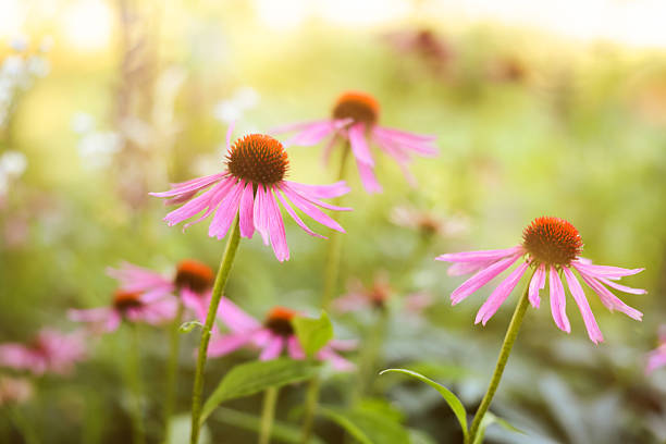 istock Beautiful pink Echinacea flowers blooming outdoors, closeup 2240989223