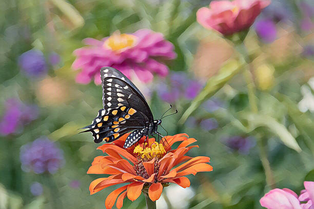 istock Butterfly-Black Swallowtail-Howard County, Indiana 2240989361