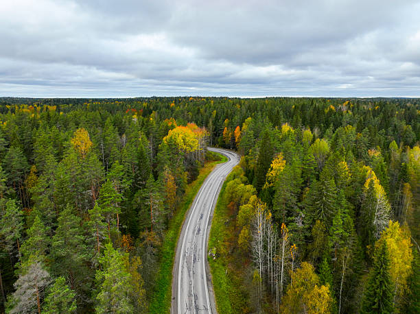 istock Winding road through a vibrant autumn pine and birch forest 2240991357