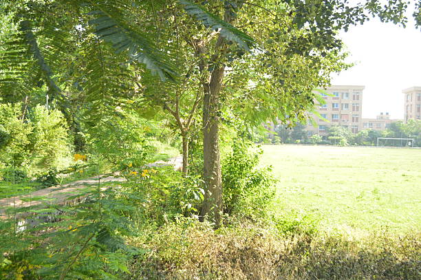 Lush greenery in a park scene featuring  trees, dense foliage, Bright outdoor setting perfect for nature, relaxation, and everyday moments in urban landscapes.