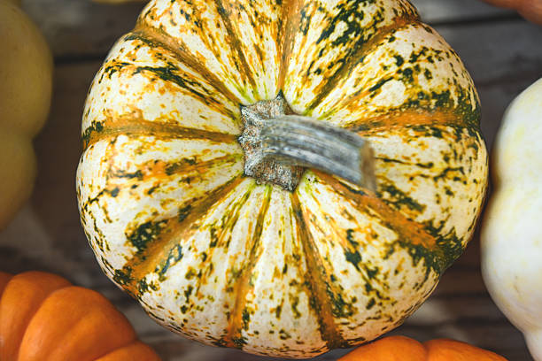 colorful ripe pumpkins
