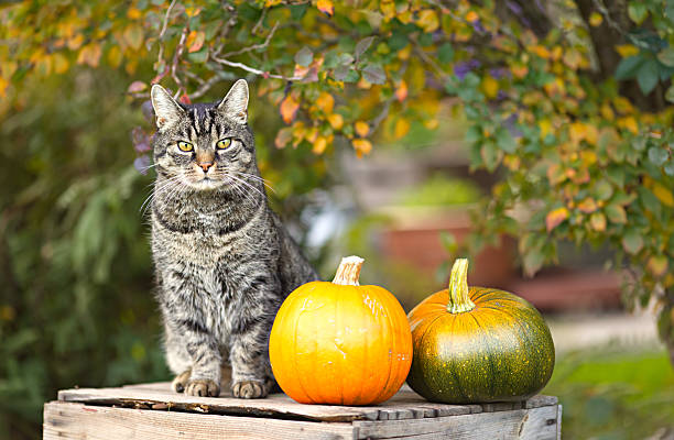 Pretty tabby short hair cat looks curiously into the camera