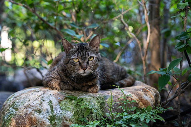 Young stray cat sitting in the backyyard and looks funny at camera.