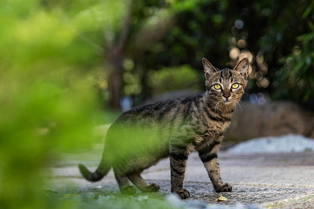 istock A stray tabby cat resting in the yard. 2240992919