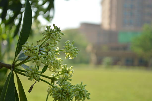 Lush greenery in a park scene featuring  trees, dense foliage, Bright outdoor setting perfect for nature, relaxation, and everyday moments in urban landscapes.