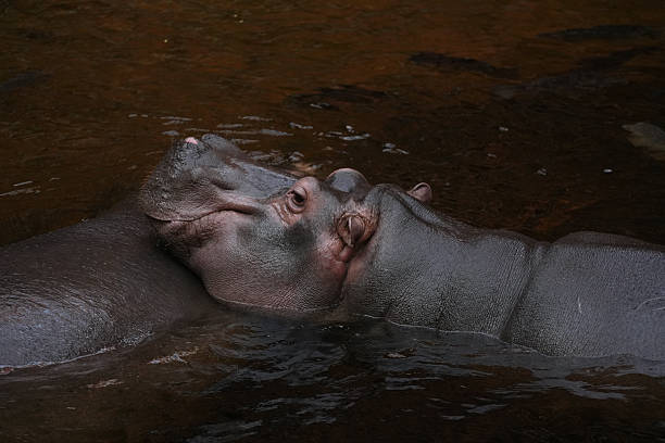 Hippo lies in water close-up.
