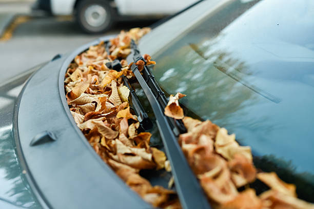 istock Scattered Autumn Leaves on Car Windshield and Wipers 2240993994