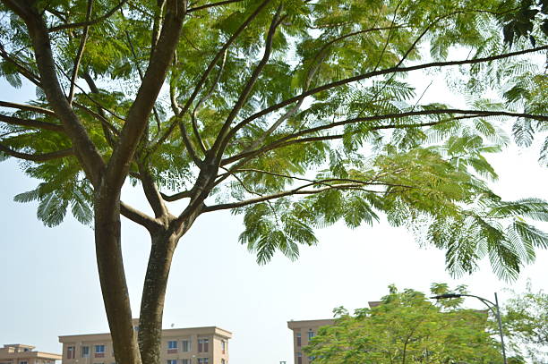 istock vibrant green  leaves on a tree branch in a natural tropical environment 2240996387