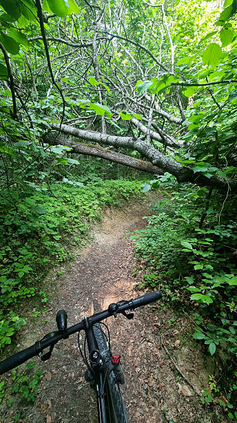 istock Mountain bike trail with fallen tree in forest 2240996493