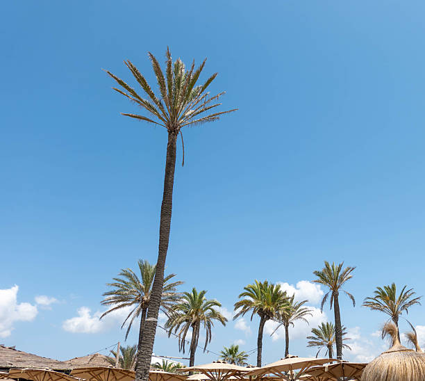 istock Palm trees in Playa d'en Bossa, Ibiza 2241000522