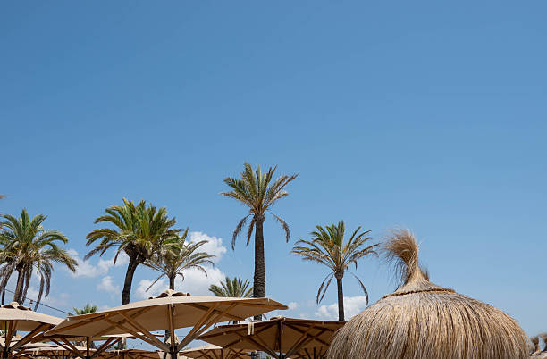 istock Palm trees and parasols in Ibiza 2241000523