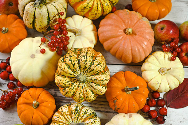 colorful ripe pumpkins