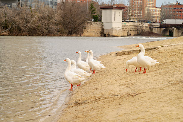 istock White geese standing on river bank in city 2241001187