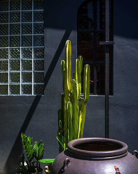 istock Sunlit Variegated Cactus Against Dark Modern Wall 2241003431