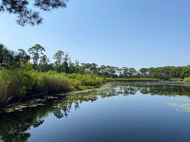 istock Serene Wetland Pond with Reflections of Trees 2241004103