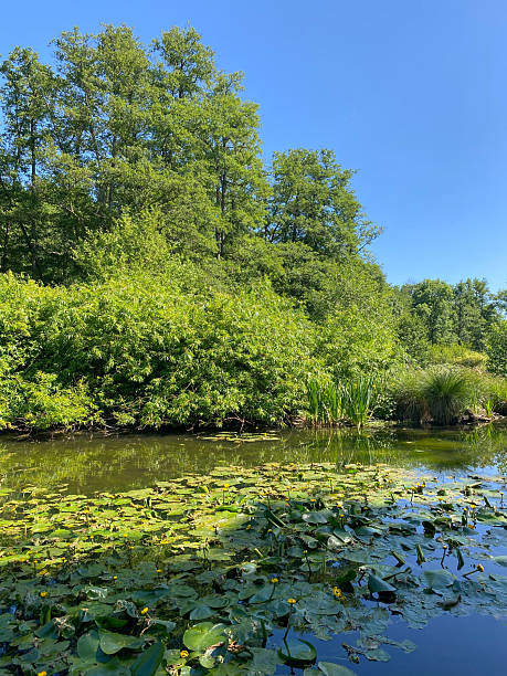 istock Lush Pond with Water Lilies and Green Foliage under Blue Sky 2241004167