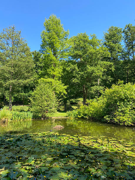 istock Pond with Water Lilies and Tall Green Trees on a Sunny Day 2241004193