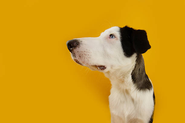 istock Profile puppy dog looking away begging and attentive expression face. Isolated on yellow background 2241004860