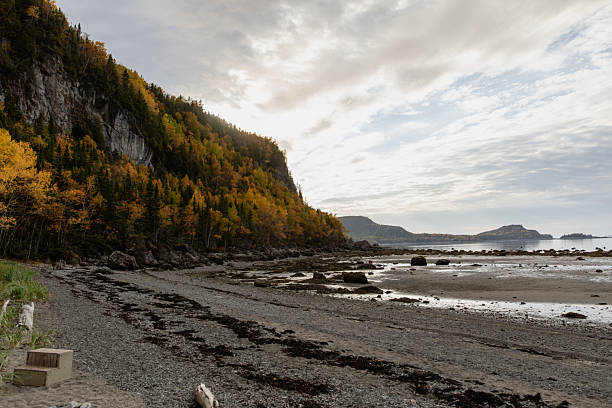 A tranquil autumn coastal landscape featuring a forested cliffside, rocky shoreline, and calm sea under a soft sky. Warm fall colors contrast with gray rocks, offering versatile nature and travel imagery.