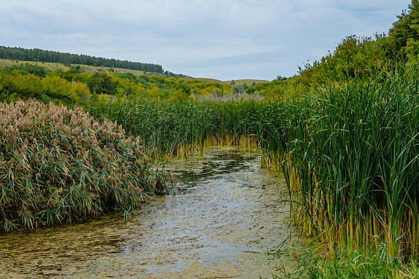 Pond with reeds around outdoors in summer