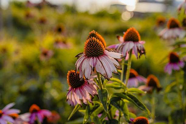 istock Natural background of meadow flower at sunset 2241006870