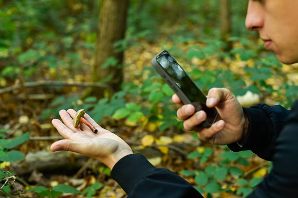 istock Man Identifying Wild Mushroom with Smartphone App in Forest 2241008737