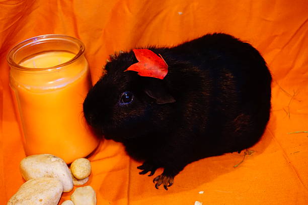 A side view of a guinea pig with black fur posing among pinecones and autumn leaves with an orange background