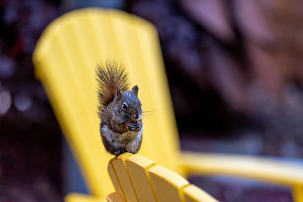 A squirrel on a green park bench in the park looking towards the camera curiously
