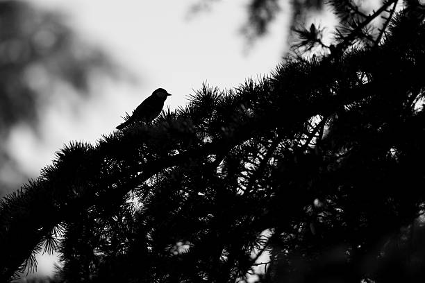 A Fieldfare on a tree in silhouette