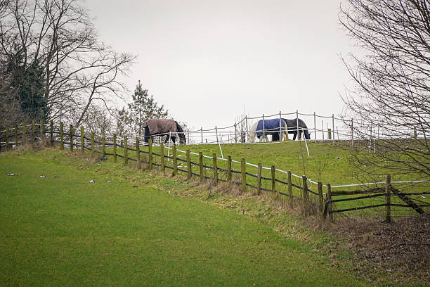 In a tranquil and beautiful grassy field, two horses are peacefully grazing, enjoying the lush greenery around them as they feed