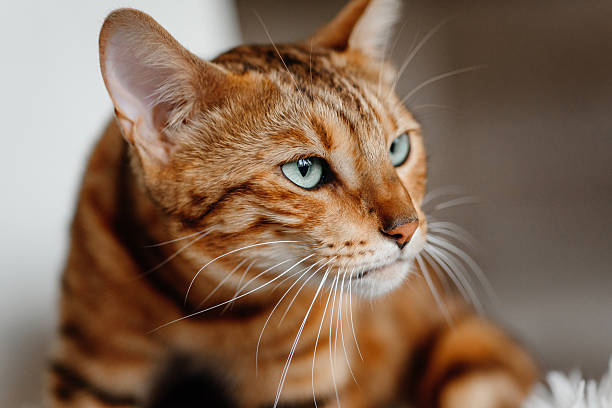 istock bengal mother cat in cat bed 2241011838