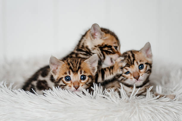 istock bengal kittens with mother cat in cat bed 2241011867