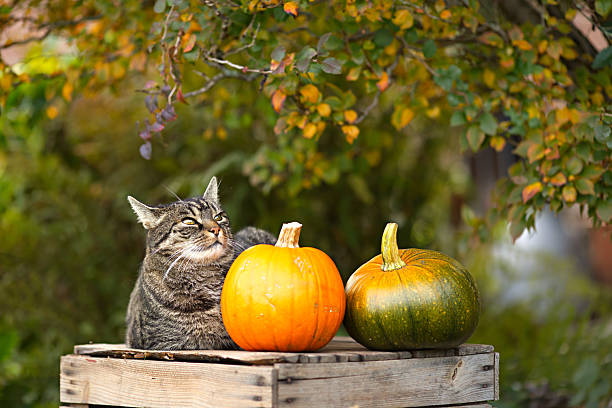 Pretty short hair tabby cat looks curiously upwards
