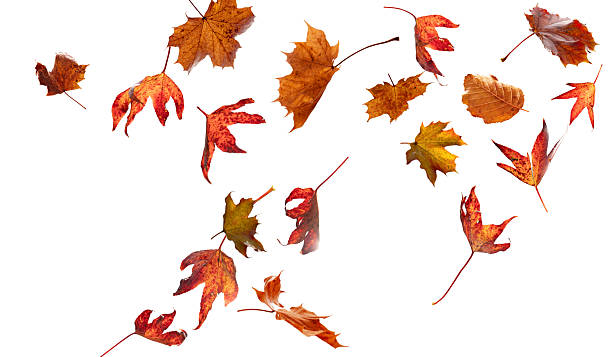 istock Colorful leaves falling in autumen 2241013268