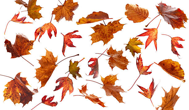 istock Colorful leaves falling in autumen 2241013293