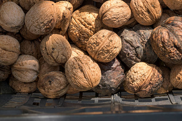 Close-up of freshly harvested walnuts filling a black plastic basket. The walnuts, with their textured shells and varying shades of brown, are bathed in natural sunlight, creating a warm and inviting feel. Use this image for food-related content, healthy eating, or autumn harvest themes.