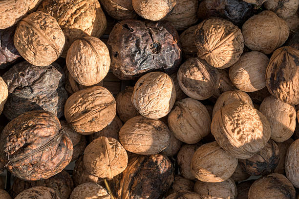 Close-up studio shot of a collection of whole walnuts in their shells, creating a textured background. Some of the walnuts are showing imperfections and signs of decay, adding a natural and organic feel to the image. Perfect for illustrating food waste, healthy eating, or agricultural concepts.
