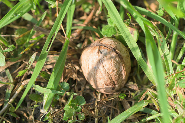 A close-up photograph captures a single walnut resting on the ground, surrounded by vibrant green grass and small clover leaves. The image showcases natural textures and organic details, creating a rustic and peaceful atmosphere.