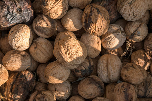 A close-up shot showcasing a pile of fresh walnuts still in their shells. The image highlights the intricate texture of the walnut shells and their organic shapes, offering a warm, earthy tone. Perfect for food-related projects, healthy eating concepts, or autumn harvest themes.