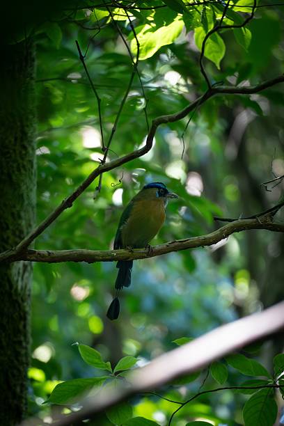 istock Colorful bird in lush forest 2241017840