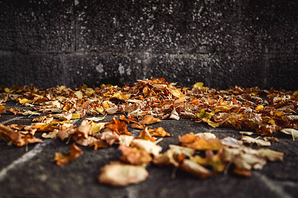 Dry fallen leaves creating a natural autumnal carpet on the pavement