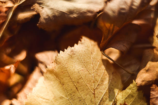 Dry fall leaves covering the ground creating an autumn background texture