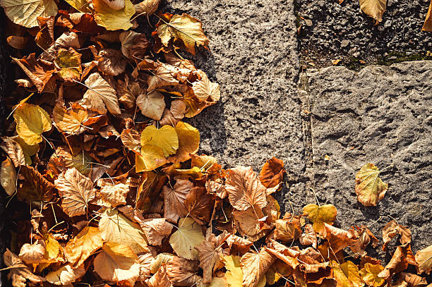 Colorful dry autumn leaves scattered across textured stone and asphalt pavement
