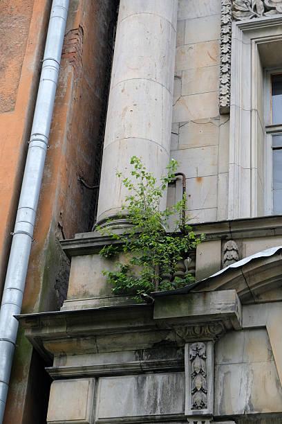 istock Old building shows resilience as greenery grows from stone facade in urban setting 2241021526