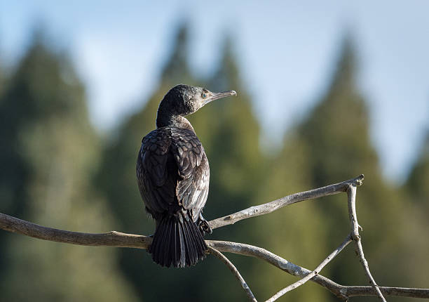 Black Shag or cormorant on perch overlooking lake