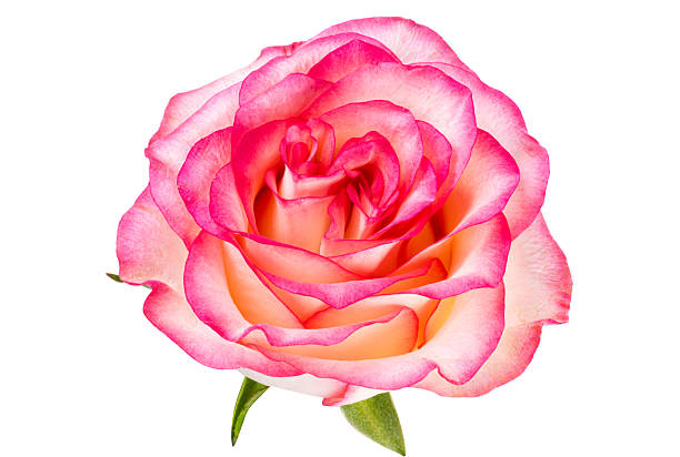 istock Pink and white rose isolated 2241021723