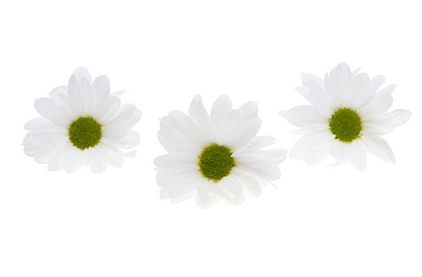 Beautiful chrysanthemum flower isolated on white background